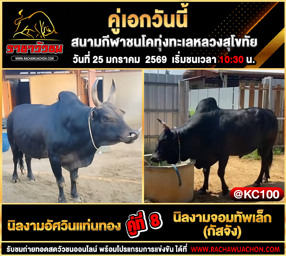 โปรแกรมวัวชนพรุ่งนี้ 25-1-2569