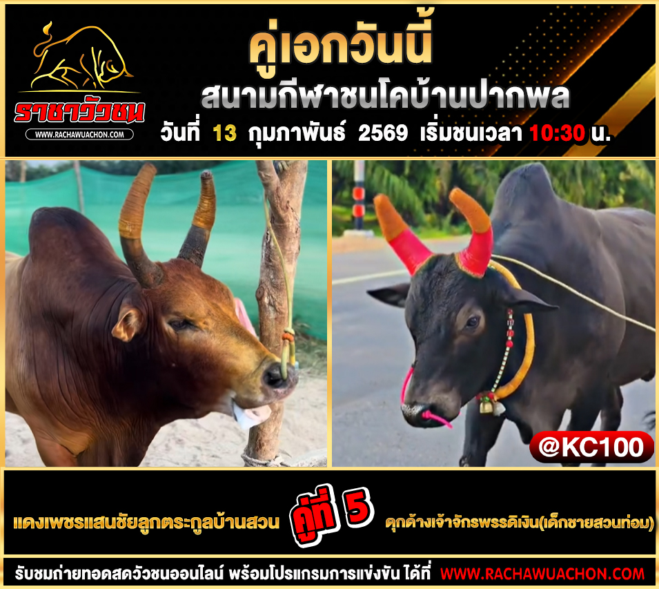 โปรแกรมวัวชนวันนี้ 13-2-2569