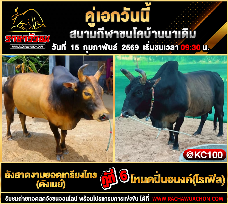 โปรแกรมวัวชนพรุ่งนี้ 15-2-2569