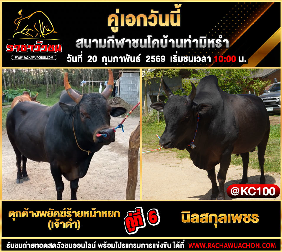 โปรแกรมวัวชนพรุ่งนี้ 20-2-2569