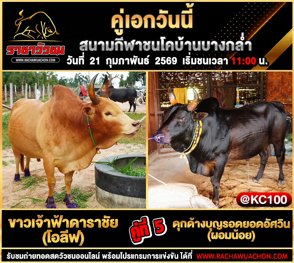 โปรแกรมวัวชนพรุ่งนี้ 21-2-2569