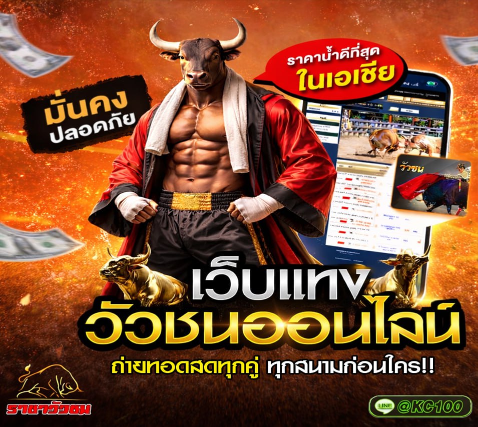 วัวชนวันนี้ 2-3-2569