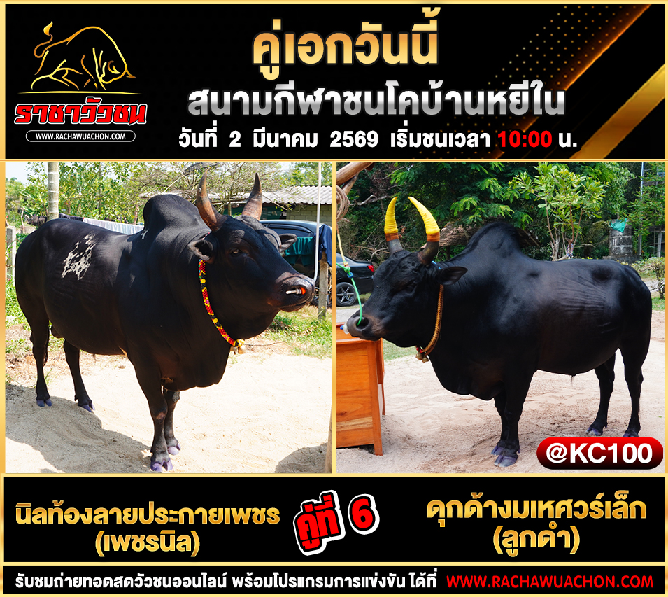 โปรแกรมวัวชนพรุ่งนี้ 2-3-2569