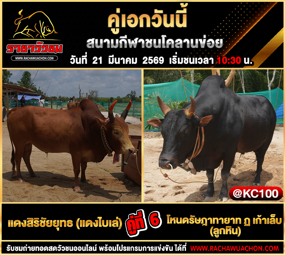 โปรแกรมวัวชนวันนี้ 21-3-2569