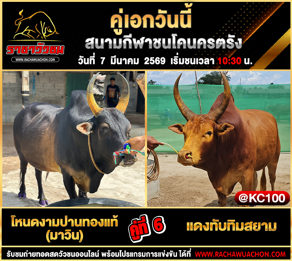 โปรแกรมวัวชนพรุ่งนี้ 7-3-2569