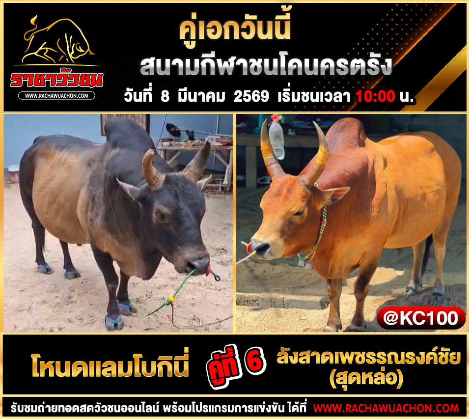 โปรแกรมวัวชนพรุ่งนี้ 8-3-2569