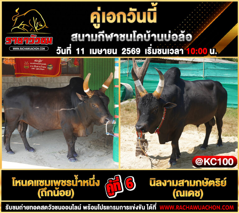 โปรแกรมวัวชนวันนี้ 11-4-2569
