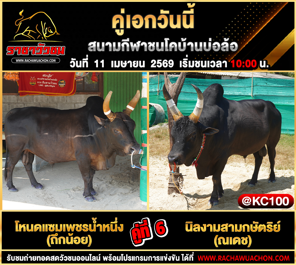 โปรแกรมวัวชนวันนี้ 11-4-2569