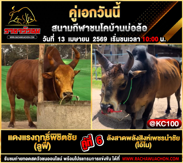 โปรแกรมวัวชนวันนี้ 13-4-2569