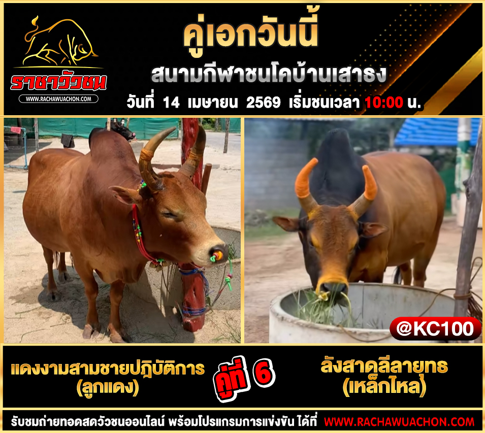 โปรแกรมวัวชนวันนี้ 14-4-2569