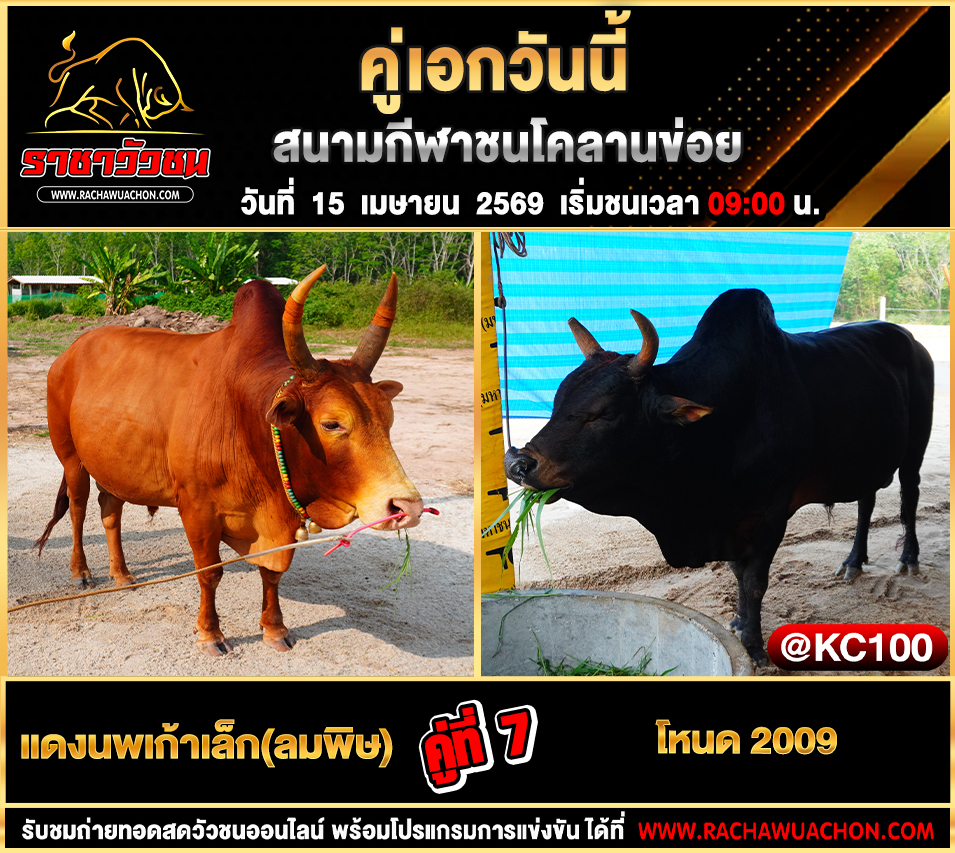 โปรแกรมวัวชนวันนี้ 15-4-2569