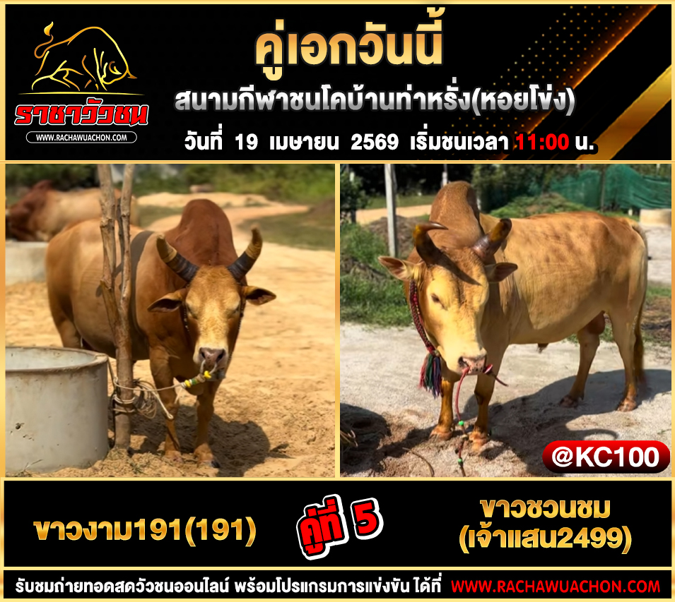 โปรแกรมวัวชนวันนี้ 19-4-2569