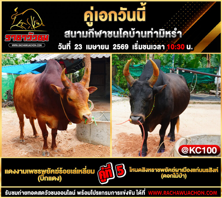 โปรแกรมวัวชนวันนี้ 23-4-2569
