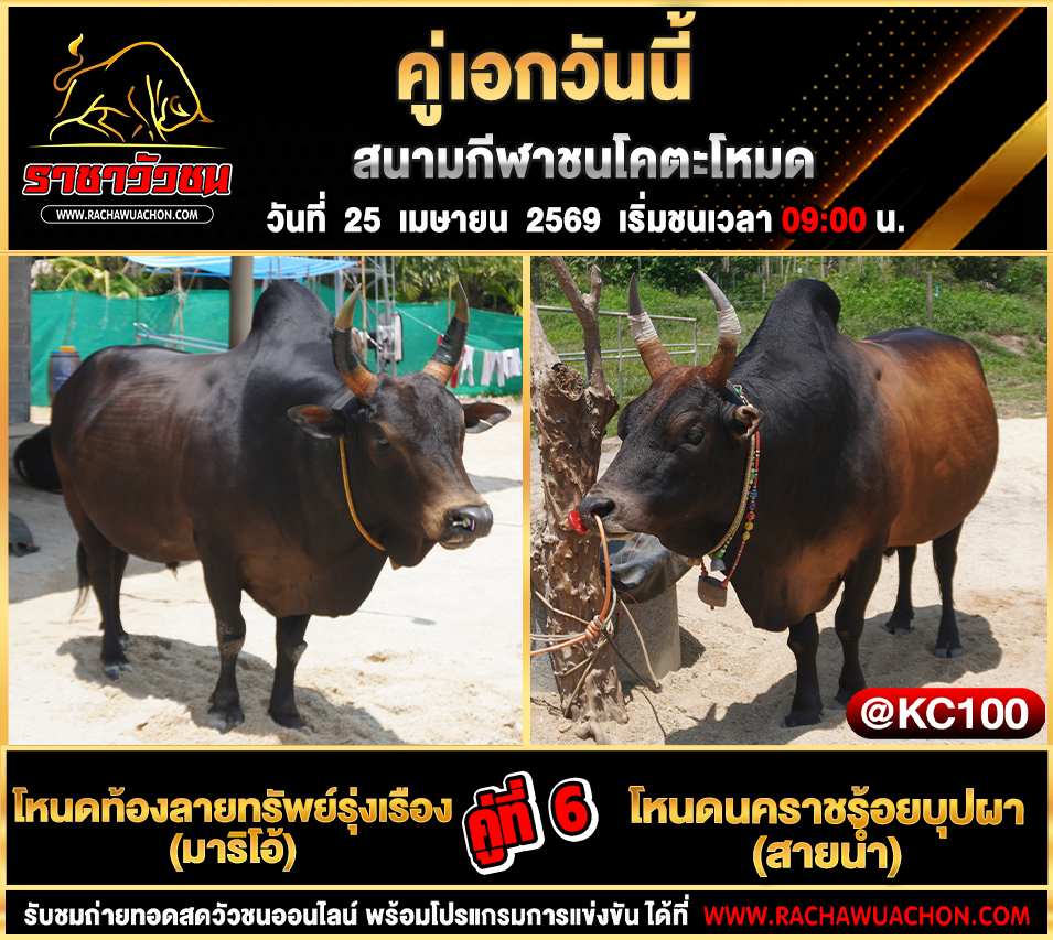 โปรแกรมวัวชนวันนี้ 25-4-2569