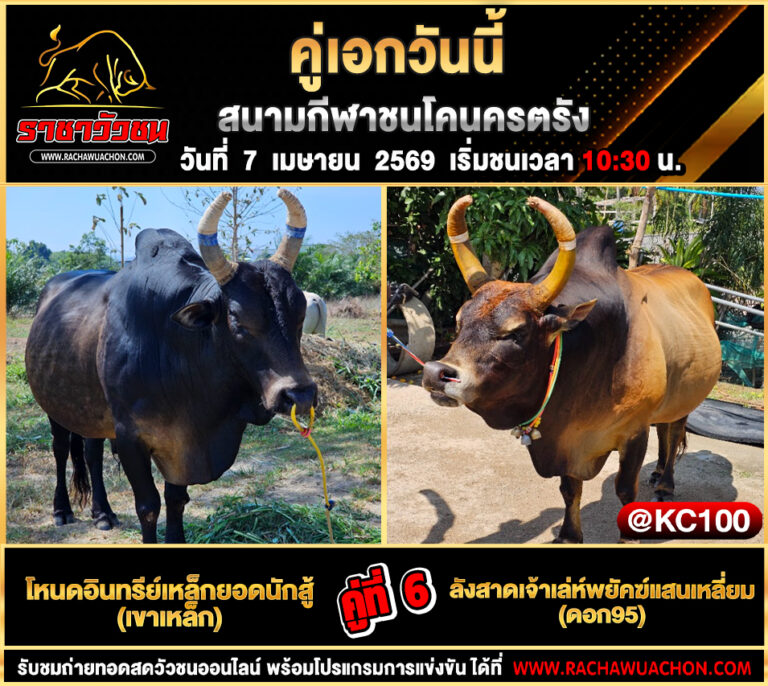 โปรแกรมวัวชนวันนี้ 7-4-2569