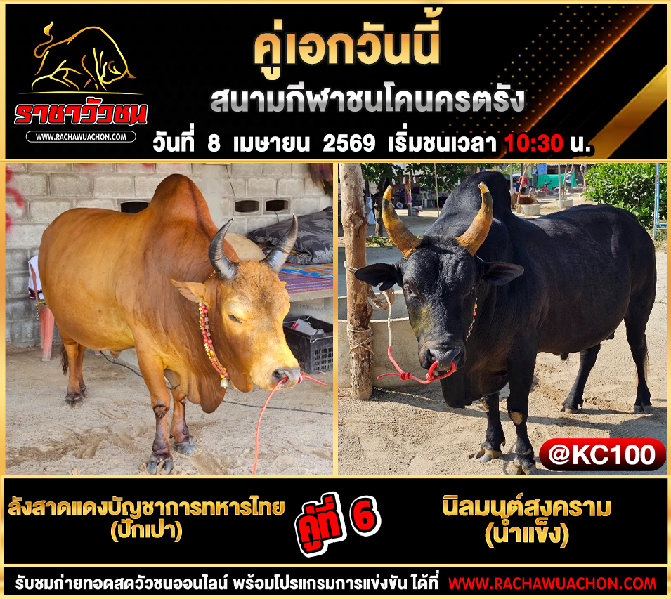โปรแกรมวัวชนวันนี้ 8-4-2569