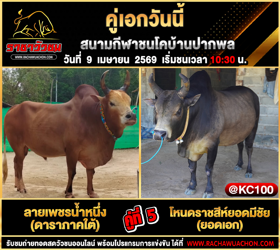 โปรแกรมวัวชนวันนี้ 9-4-2569