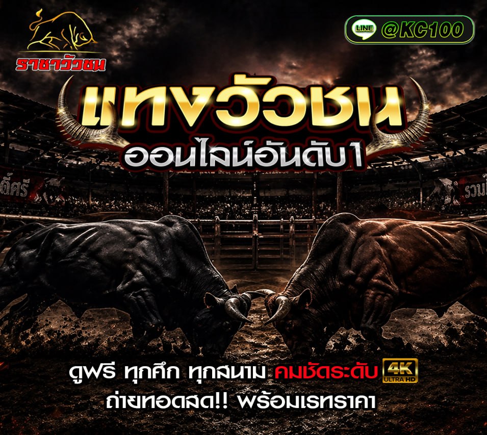วัวชนวันนี้ 24-5-2569