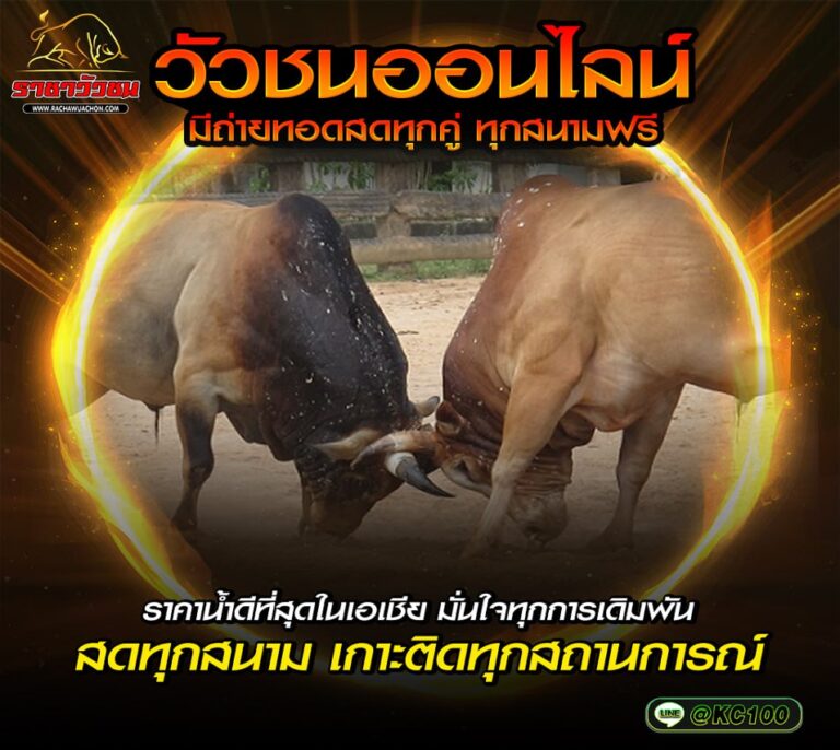วัวชนวันนี้ 31-8-2569