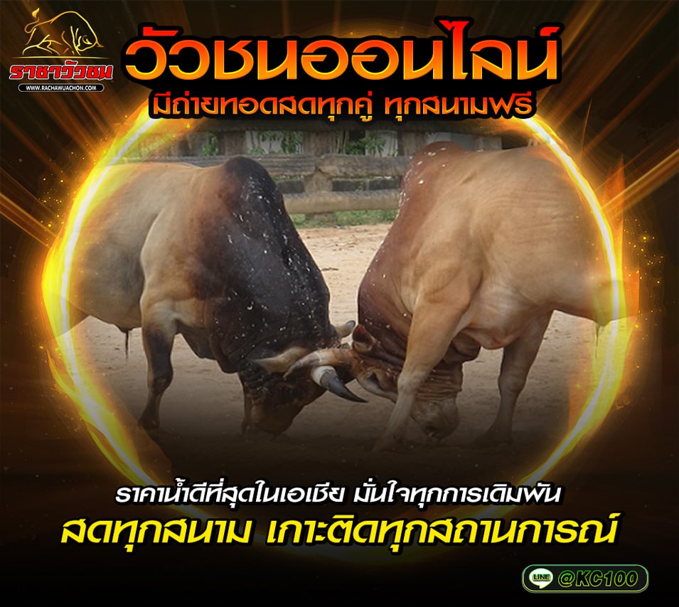 วัวชนวันนี้ 31-8-2569