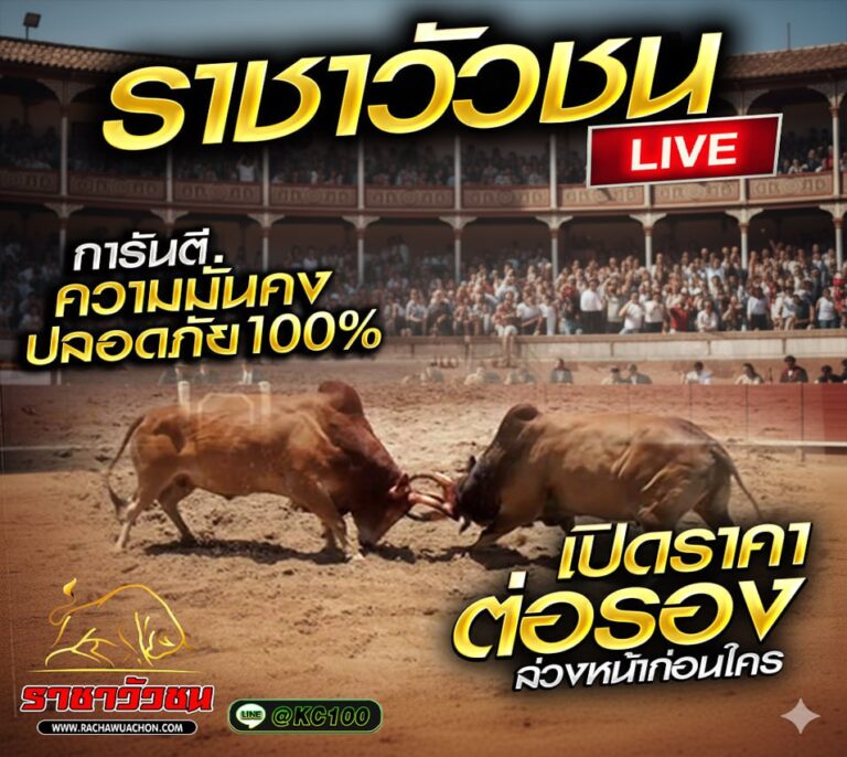 วัวชนวันนี้ 13-8-2569