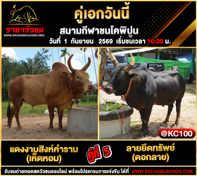 โปรแกรมวัวชนวันนี้ 1-9-2569