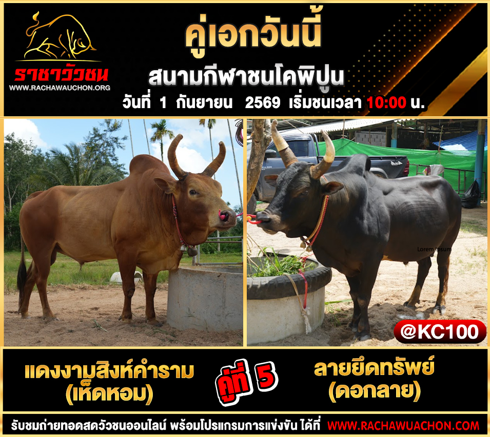 โปรแกรมวัวชนวันนี้ 1-9-2569