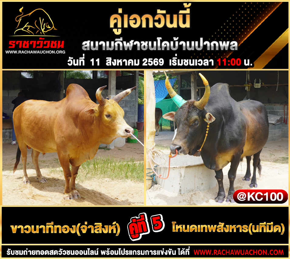 โปรแกรมวัวชนวันนี้ 11-8-2569