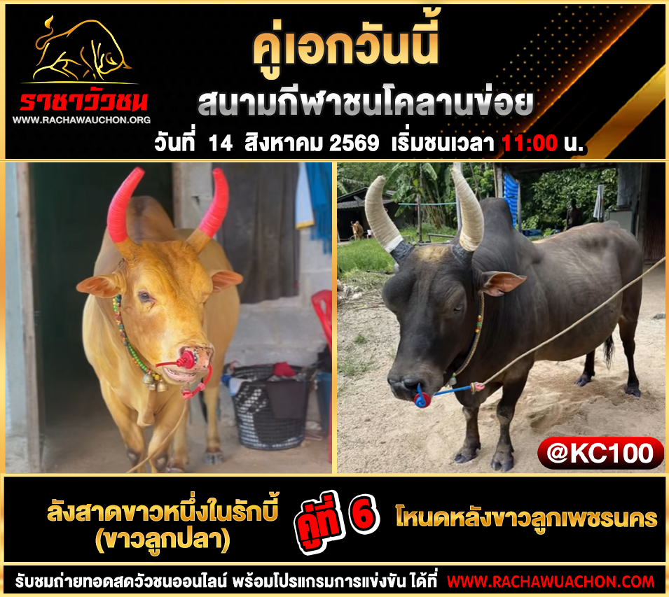โปรแกรมวัวชนวันนี้ 14-8-2569