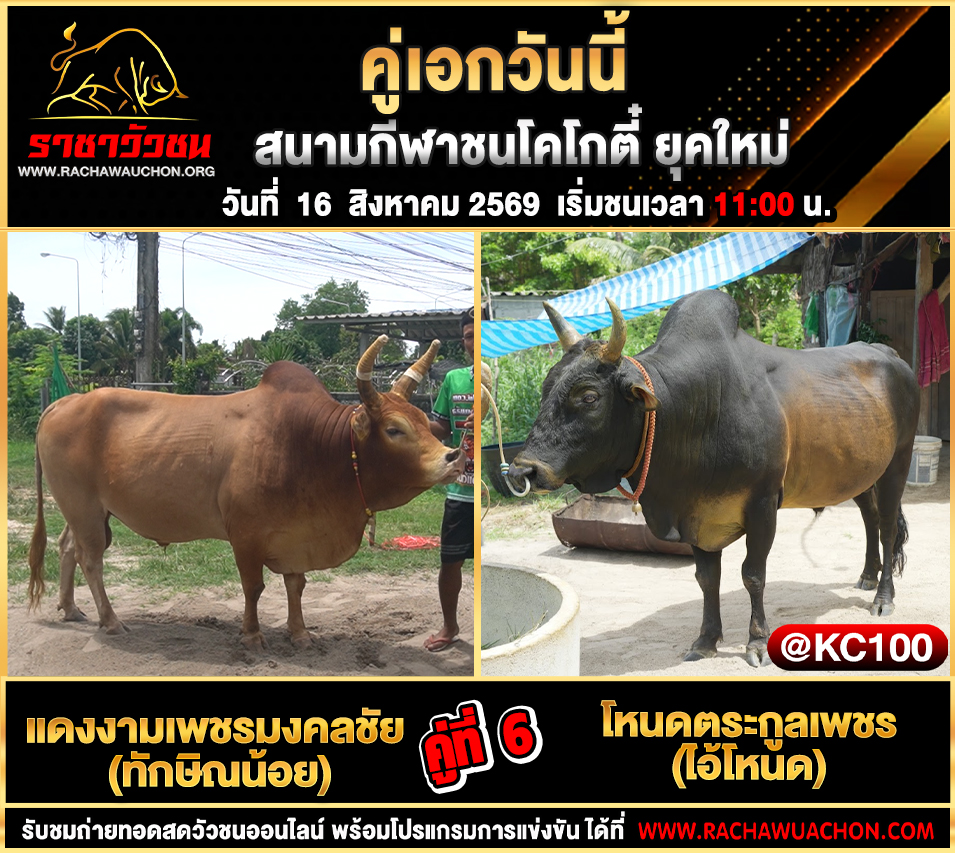 โปรแกรมวัวชนวันนี้ 16-8-2569