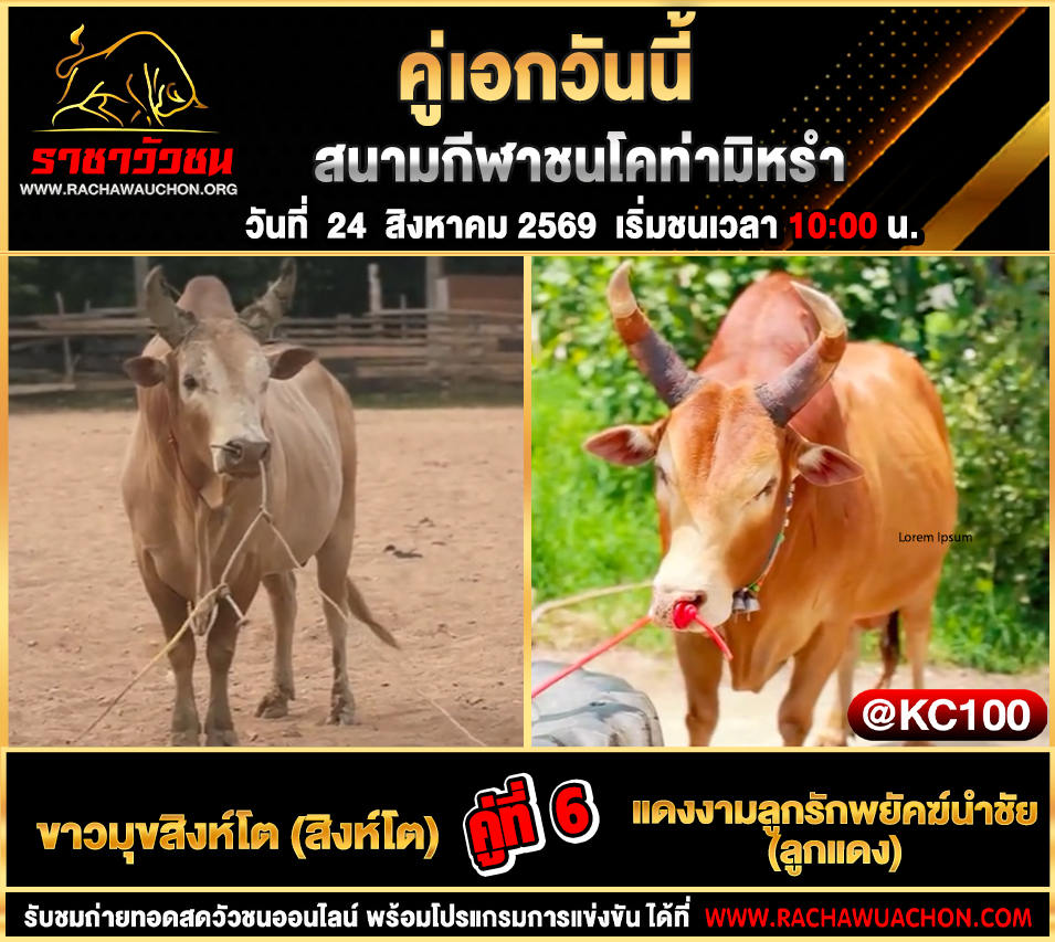 โปรแกรมวัวชนวันนี้ 24-8-2569