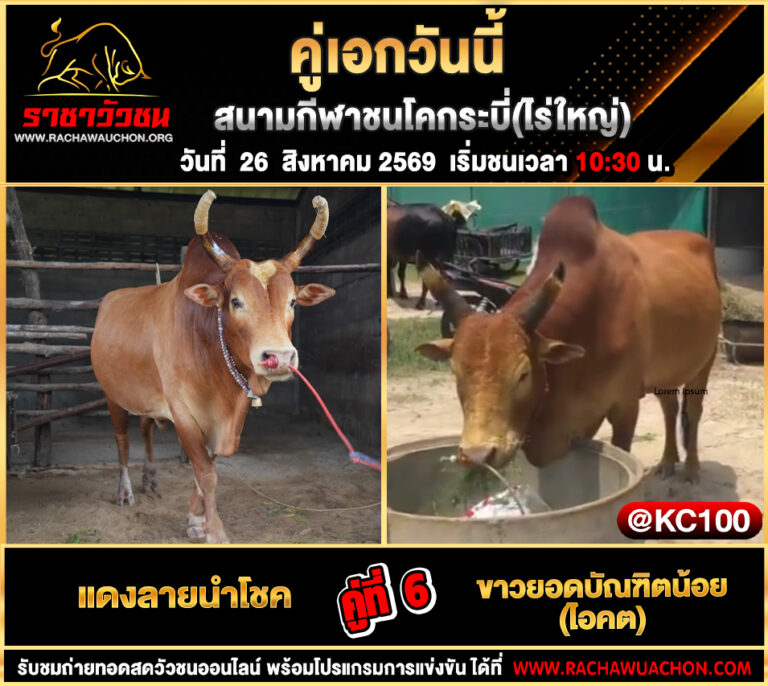 โปรแกรมวัวชนวันนี้ 26-8-2569