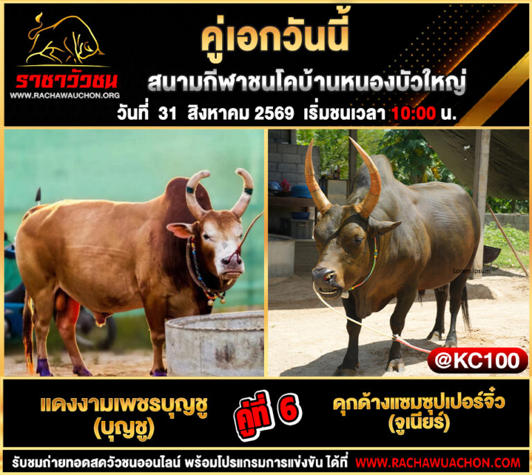 โปรแกรมวัวชนวันนี้ 31-8-2569
