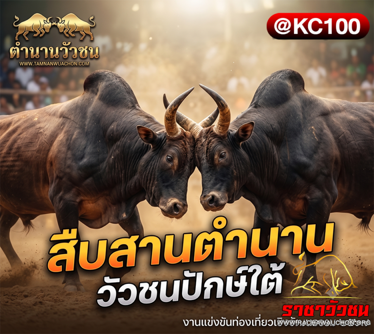 วัวชนวันนี้ 8-8-2569