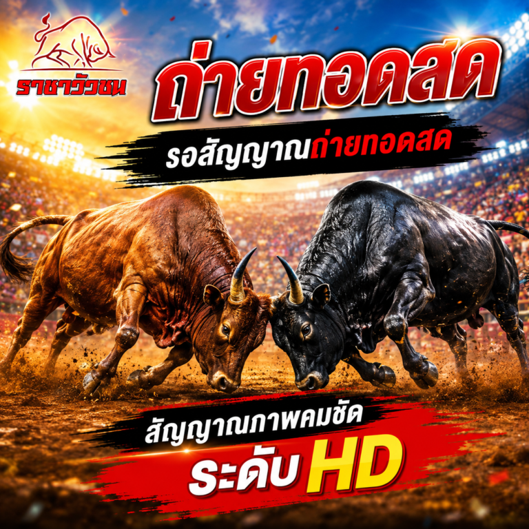 วัวชนวันนี้ 3-9-2569