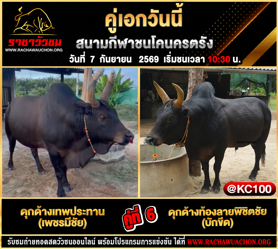 โปรแกรมวัวชนวันนี้ 7-9-2569