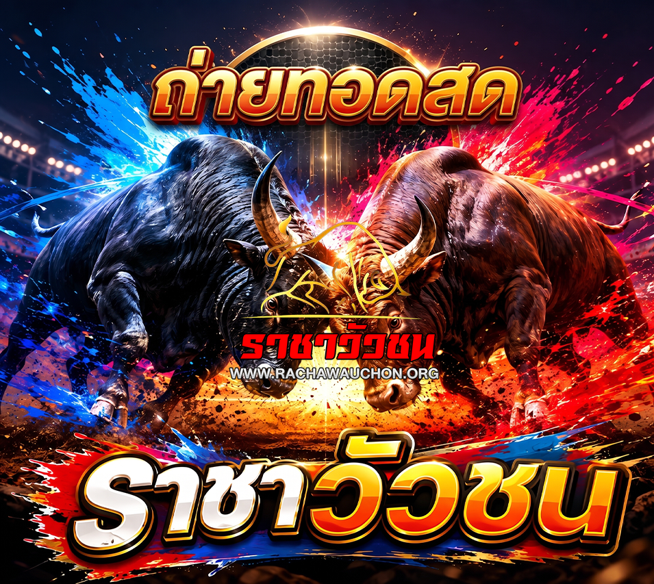วัวชนวันนี้ 7-9-2569