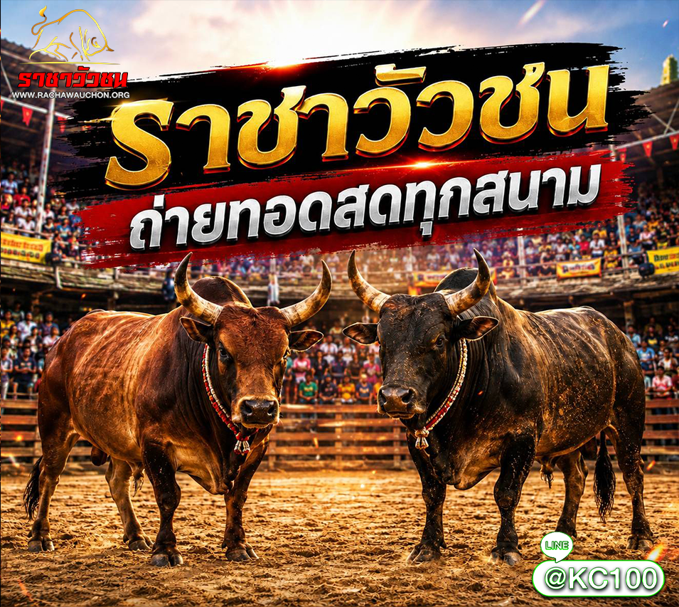 วัวชนวันนี้ 5-9-2569