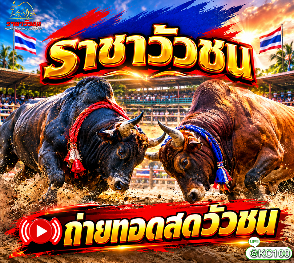 วัวชนวันนี้ 6-9-2569